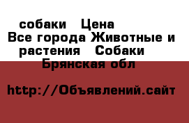 собаки › Цена ­ 2 500 - Все города Животные и растения » Собаки   . Брянская обл.